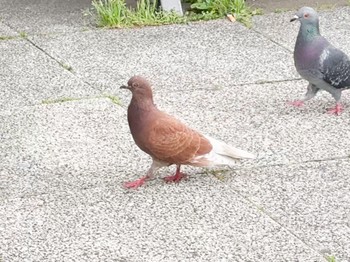 Rock Dove Ukima Park Mon, 4/29/2024