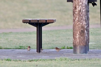 Eurasian Tree Sparrow Lake Kawaguchiko Mon, 4/29/2024