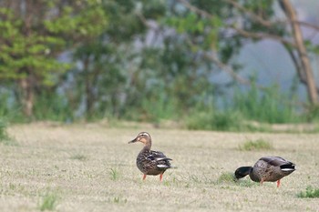 マガモ 河口湖 2024年4月29日(月)