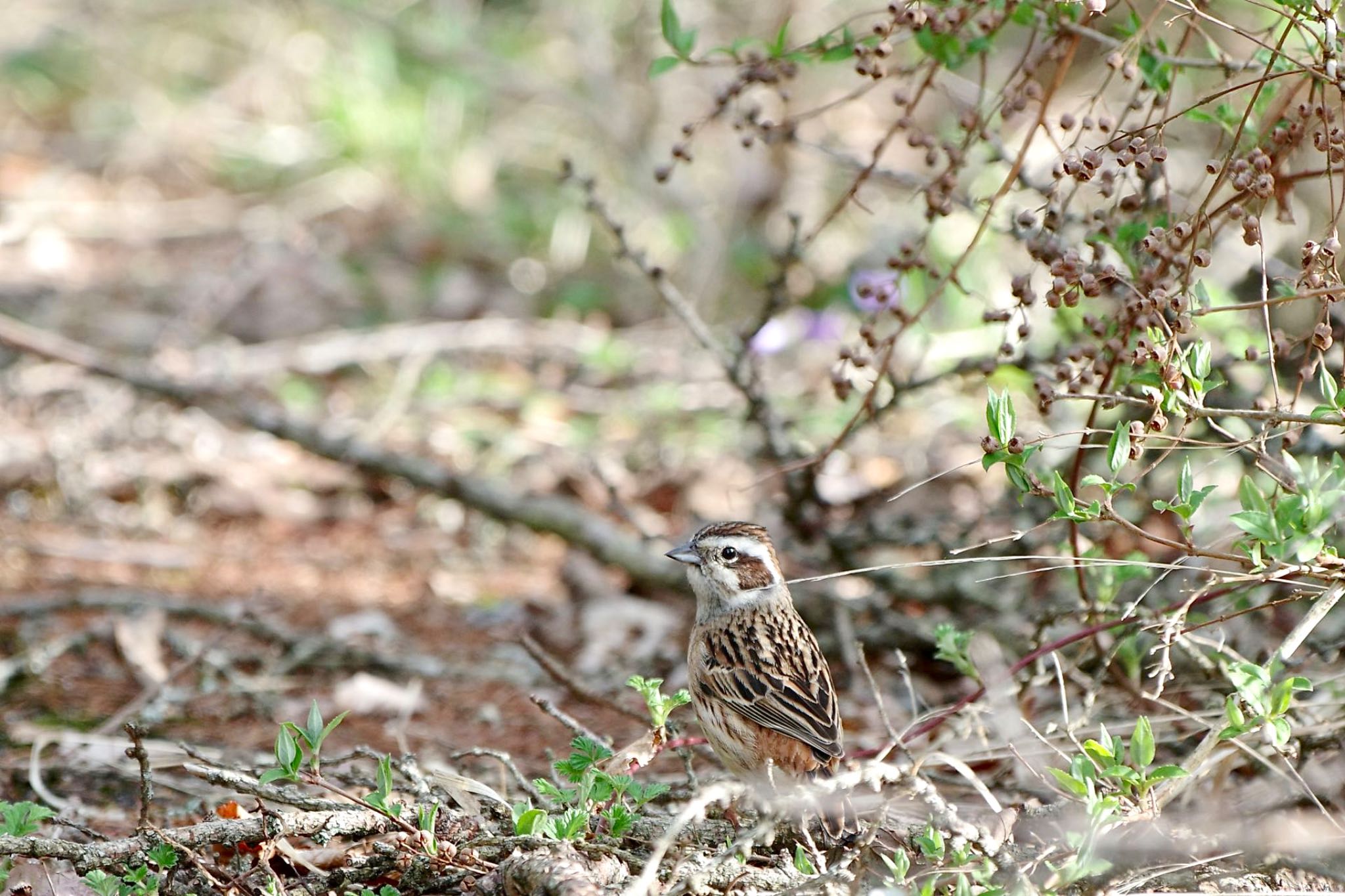 Meadow Bunting