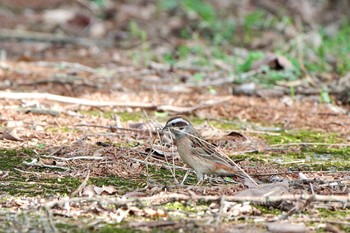 Meadow Bunting 野尻草原 Mon, 4/29/2024