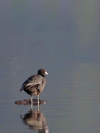 Eurasian Coot Lake Kawaguchiko Mon, 4/29/2024