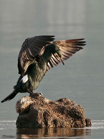 Great Cormorant Lake Kawaguchiko Mon, 4/29/2024