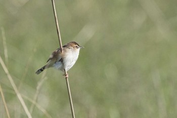 Zitting Cisticola 大阪 淀川河川公園 Sun, 4/28/2024