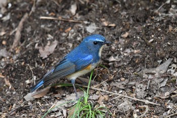 Red-flanked Bluetail 井頭公園 Sun, 3/24/2024