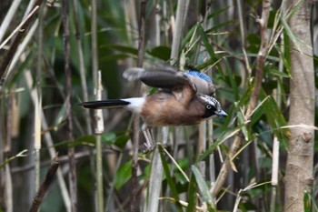 Eurasian Jay 井頭公園 Sun, 3/24/2024