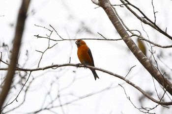 Red Crossbill 井頭公園 Sun, 3/24/2024