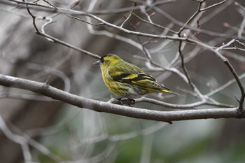 マヒワ 井頭公園 2024年3月24日(日)