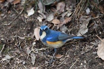 ルリビタキ 井頭公園 2024年3月24日(日)