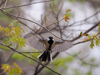 Japanese Tit Nishioka Park Sun, 4/28/2024