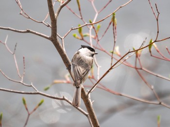 ハシブトガラ 西岡公園(西岡水源地) 2024年4月28日(日)