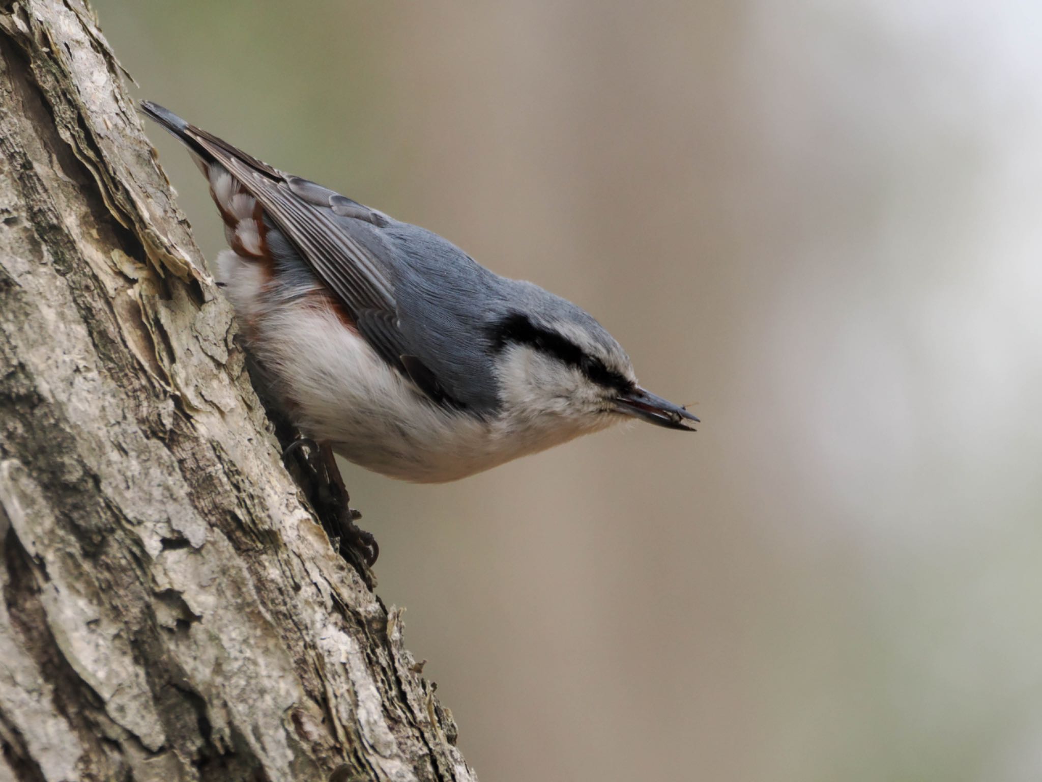 Eurasian Nuthatch