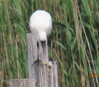 Black-faced Spoonbill Kasai Rinkai Park Mon, 4/29/2024