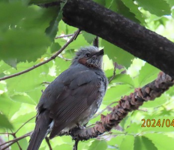 Brown-eared Bulbul 都内公園 Tue, 4/30/2024