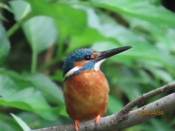 Common Kingfisher 都内公園 Tue, 4/30/2024