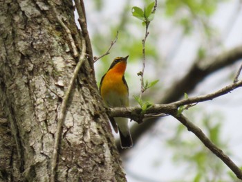 Narcissus Flycatcher 荒沢湿原 Fri, 4/26/2024