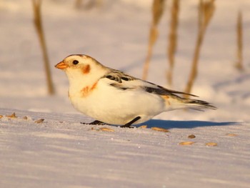 Snow Bunting 鵡川河口 Sun, 1/28/2024