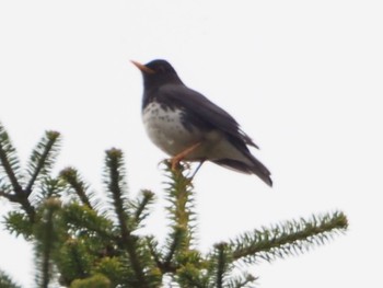 クロツグミ 戸隠森林植物園(戸隠森林公園) 2024年4月27日(土)