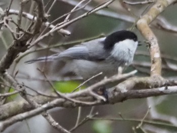 Willow Tit Togakushi Forest Botanical Garden Sat, 4/27/2024