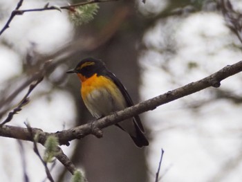 Narcissus Flycatcher Togakushi Forest Botanical Garden Sat, 4/27/2024