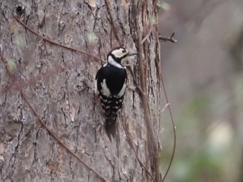 Great Spotted Woodpecker Togakushi Forest Botanical Garden Sat, 4/27/2024