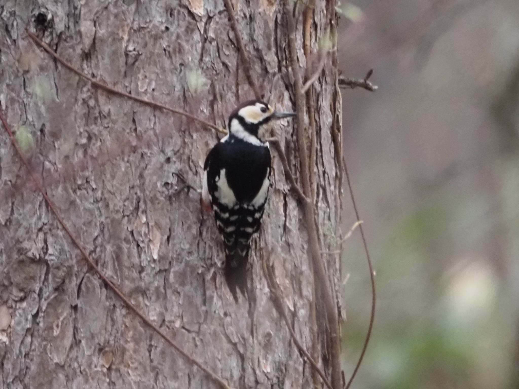 Photo of Great Spotted Woodpecker at Togakushi Forest Botanical Garden by ほーちゃん