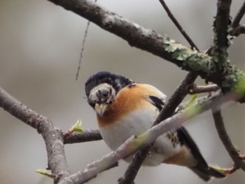 アトリ 戸隠森林植物園(戸隠森林公園) 2024年4月27日(土)