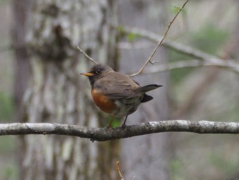 Brown-headed Thrush Togakushi Forest Botanical Garden Sat, 4/27/2024