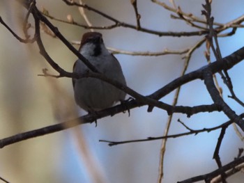 Russet Sparrow Togakushi Forest Botanical Garden Sun, 4/28/2024