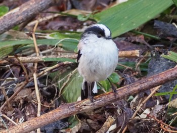 Long-tailed Tit Togakushi Forest Botanical Garden Sun, 4/28/2024