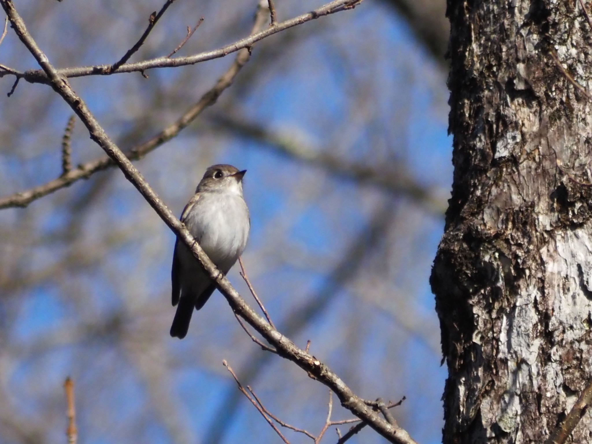 Photo of Asian Brown Flycatcher at Togakushi Forest Botanical Garden by ほーちゃん