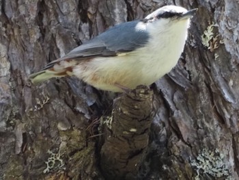 Eurasian Nuthatch Togakushi Forest Botanical Garden Sun, 4/28/2024