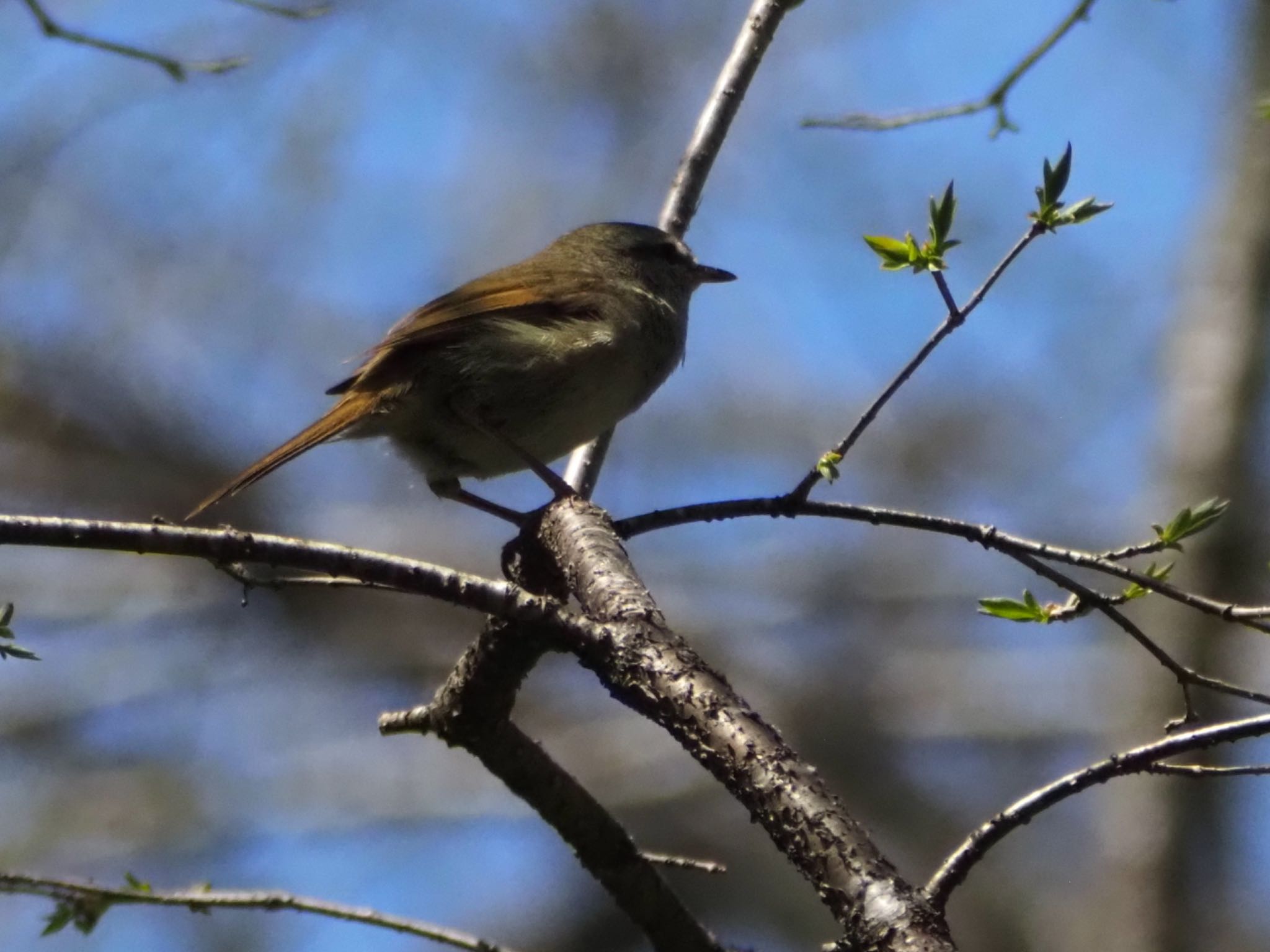 Photo of Japanese Bush Warbler at Togakushi Forest Botanical Garden by ほーちゃん