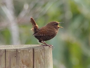 Eurasian Wren Togakushi Forest Botanical Garden Sun, 4/28/2024