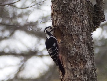 White-backed Woodpecker Togakushi Forest Botanical Garden Sun, 4/28/2024