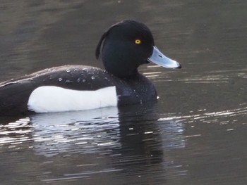 Tufted Duck Togakushi Forest Botanical Garden Sun, 4/28/2024