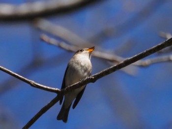 Asian Brown Flycatcher Togakushi Forest Botanical Garden Sun, 4/28/2024