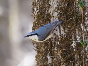 Eurasian Nuthatch Togakushi Forest Botanical Garden Sun, 4/28/2024