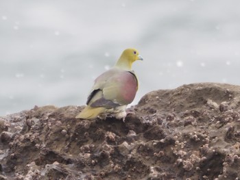 White-bellied Green Pigeon 照が崎海岸 Mon, 4/29/2024