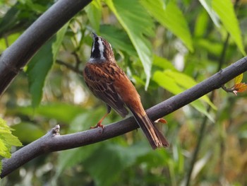 Meadow Bunting 城ヶ島公園 Mon, 4/29/2024