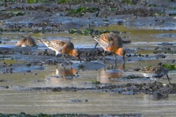 Red Knot Yatsu-higata Fri, 4/22/2022