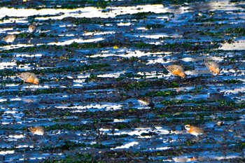 Red Knot Yatsu-higata Fri, 4/22/2022