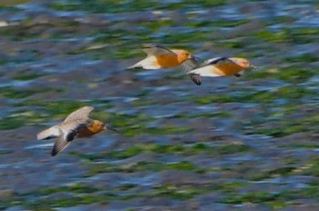 Red Knot Yatsu-higata Fri, 4/22/2022