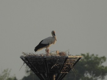 Oriental Stork Unknown Spots Tue, 4/30/2024