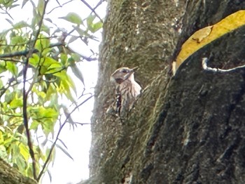 Japanese Pygmy Woodpecker Meiji Jingu(Meiji Shrine) Mon, 4/29/2024