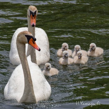 Mute Swan Teganuma Mon, 4/29/2024