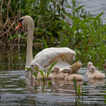 Mute Swan Teganuma Mon, 4/29/2024