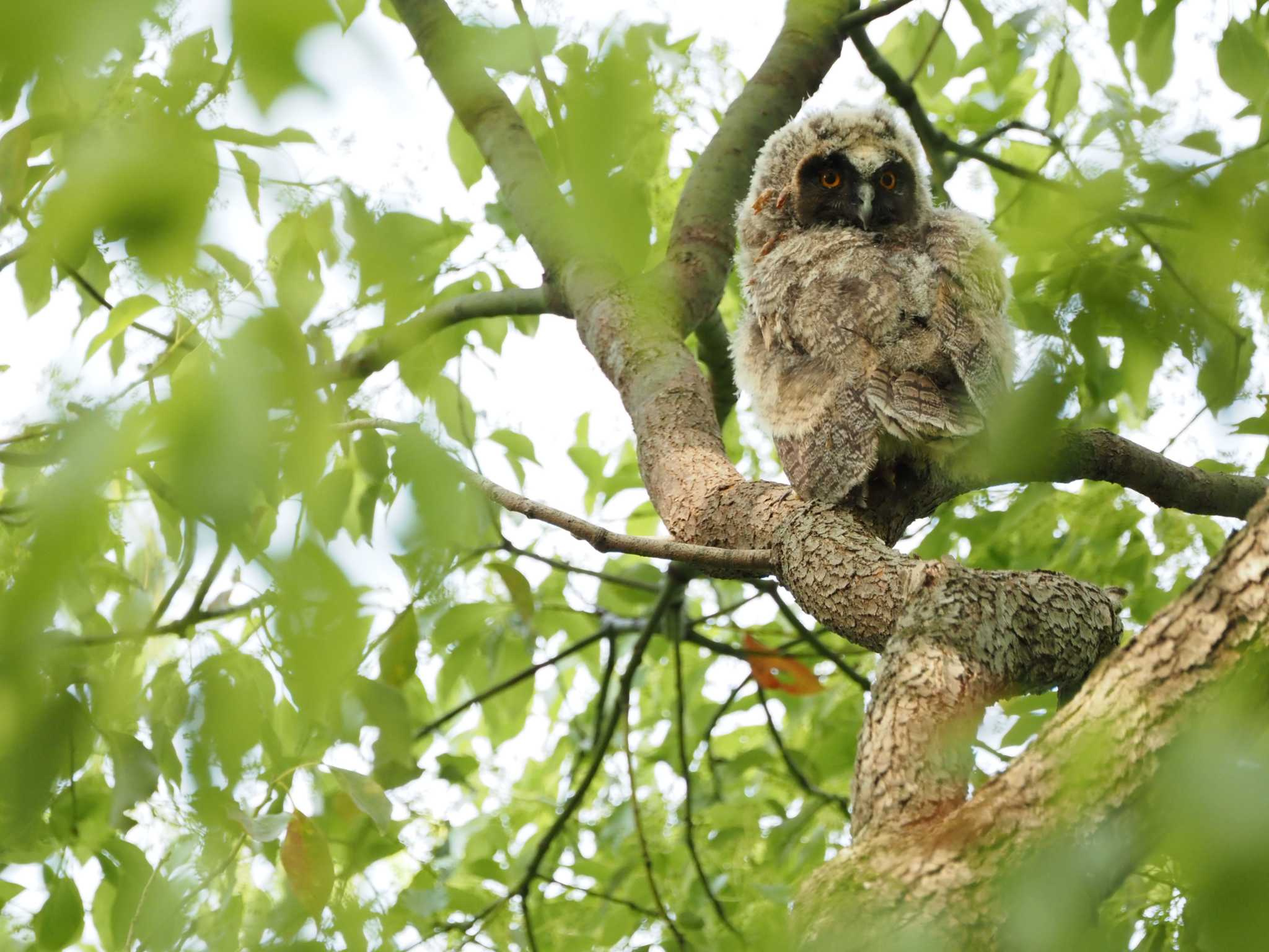Photo of Long-eared Owl at  by ヒトリスキ“h1toriski”