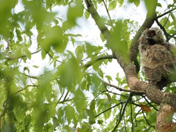 Long-eared Owl Unknown Spots Tue, 4/30/2024