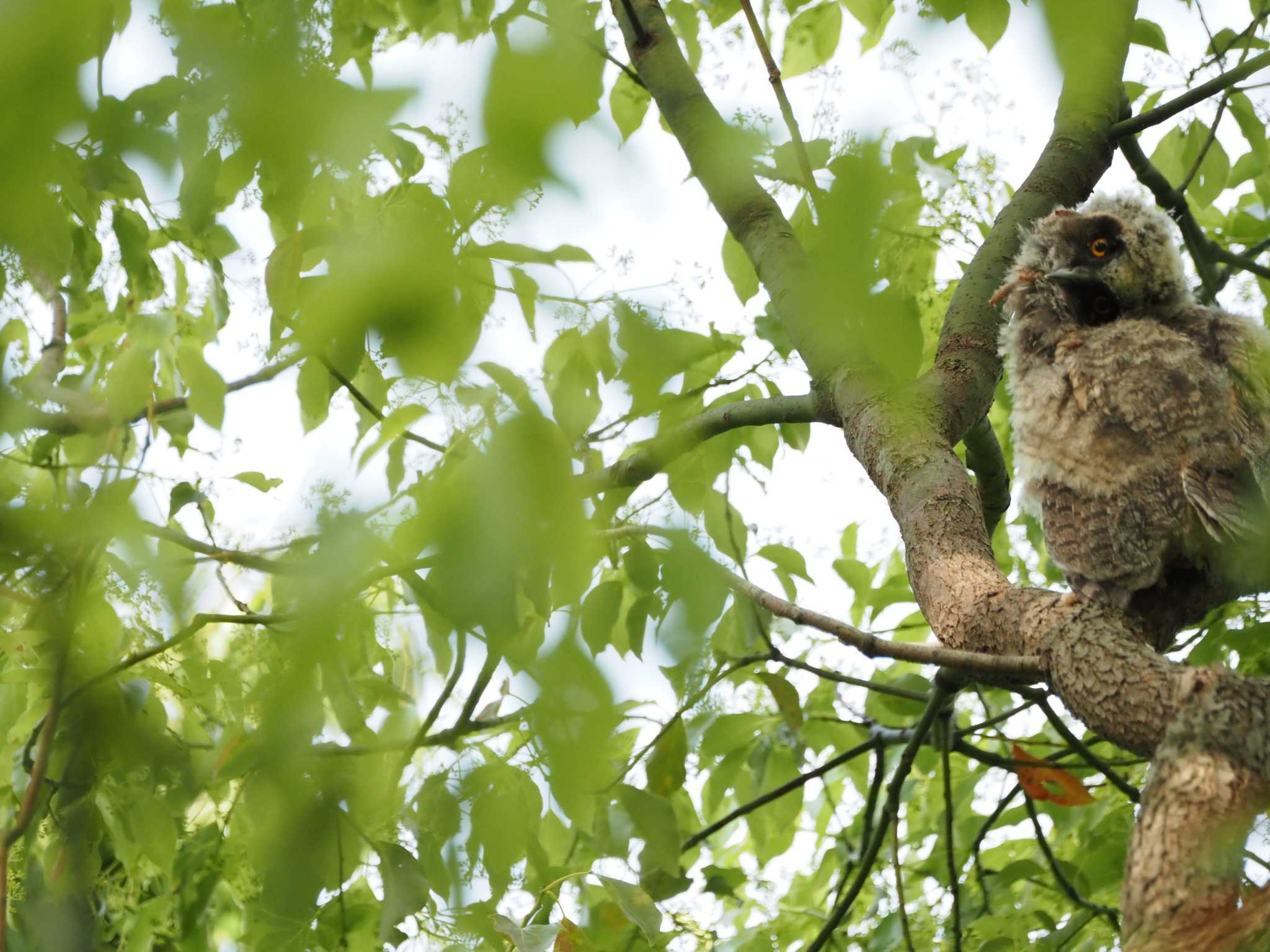 Photo of Long-eared Owl at  by ヒトリスキ“h1toriski”